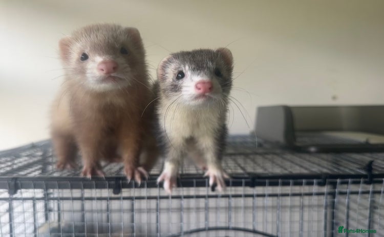 Ferret rodents - Advert 11