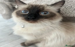 Ragdoll cats for sale: One girl left. Beautiful ragdoll kittens - Image 10