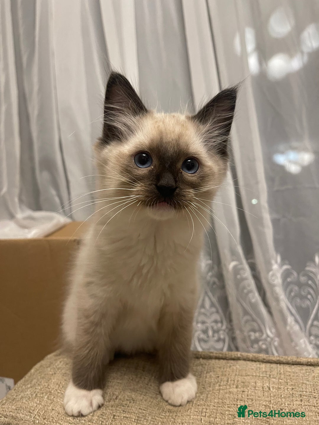 Ragdoll cats for sale: 🤍 Pure Ragdoll Kittens 🤍 - Advert 3