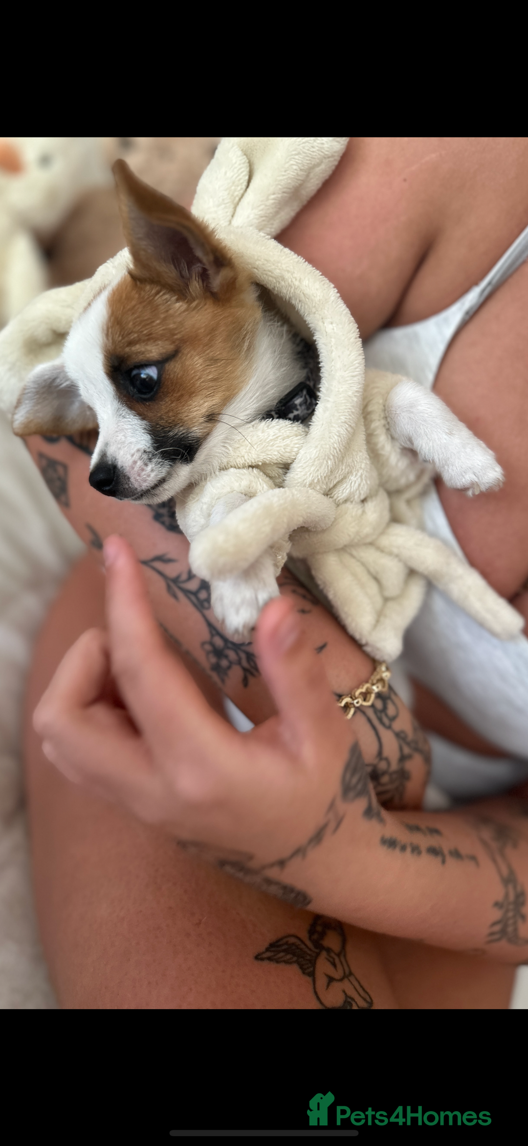 Mixed Breed dogs for sale: Male jack russel cross chihuahua  - Image 5