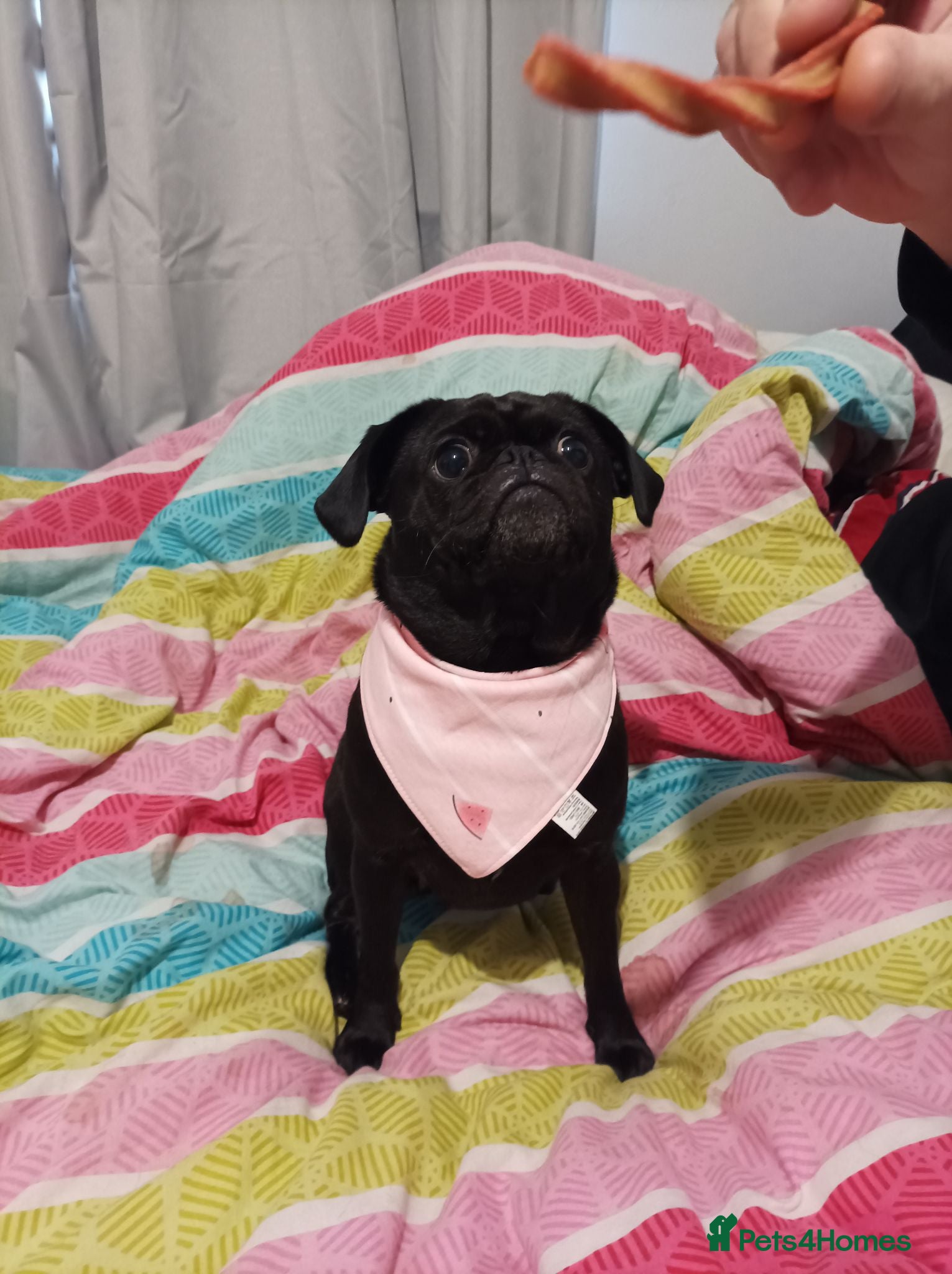 Mixed Breed dogs Beautiful Cavapoopugs - Advert 1