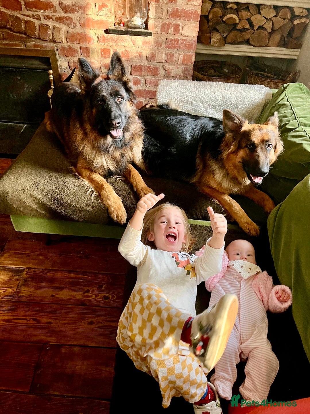 German Shepherd dogs for sale: Puppies - Long hair/Straight back German Shepherd - Advert 6