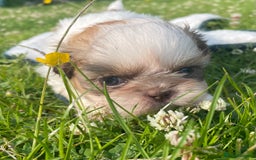 Shih Tzu dogs for sale: 5 Imperial Shih Tzu Puppies - Image 12