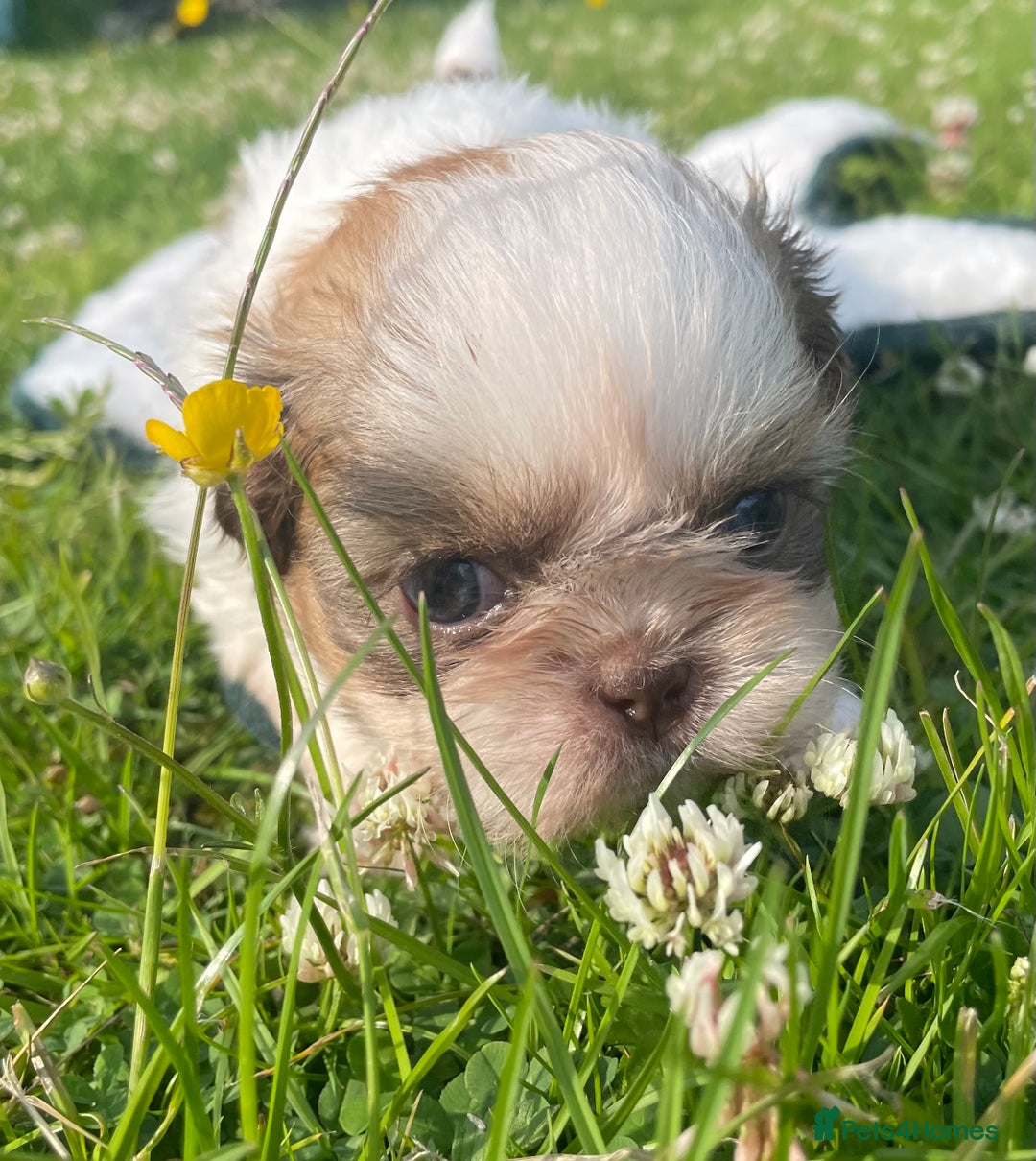 Shih Tzu dogs for sale: 5 Imperial Shih Tzu Puppies - Image 12