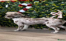 Cockapoo dogs for stud: Wreck it Ralph🍫 F1B - Image 4