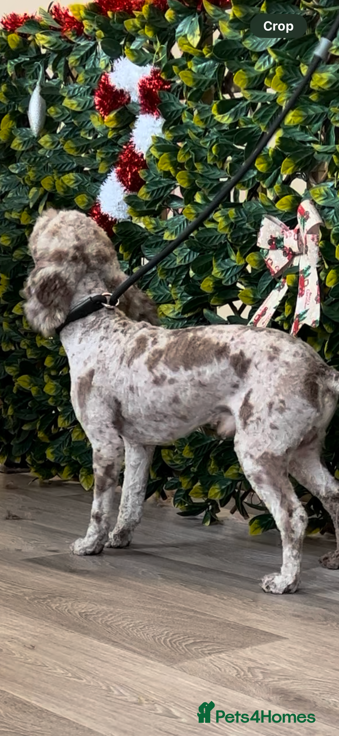 Cockapoo dogs for stud: Wreck it Ralph🍫 F1B - Image 4