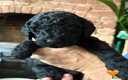 Labradoodle dogs for sale: Labradoodle Puppies 10 weeks 14 Nov 25 - Image 7
