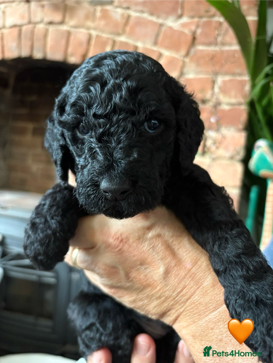 Labradoodle dogs for sale: Labradoodle Puppies 10 weeks 14 Nov 25 - Image 7