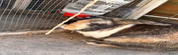 Mixed Breed rabbits for sale: 2 brother rabbits for sale  - Advert 2