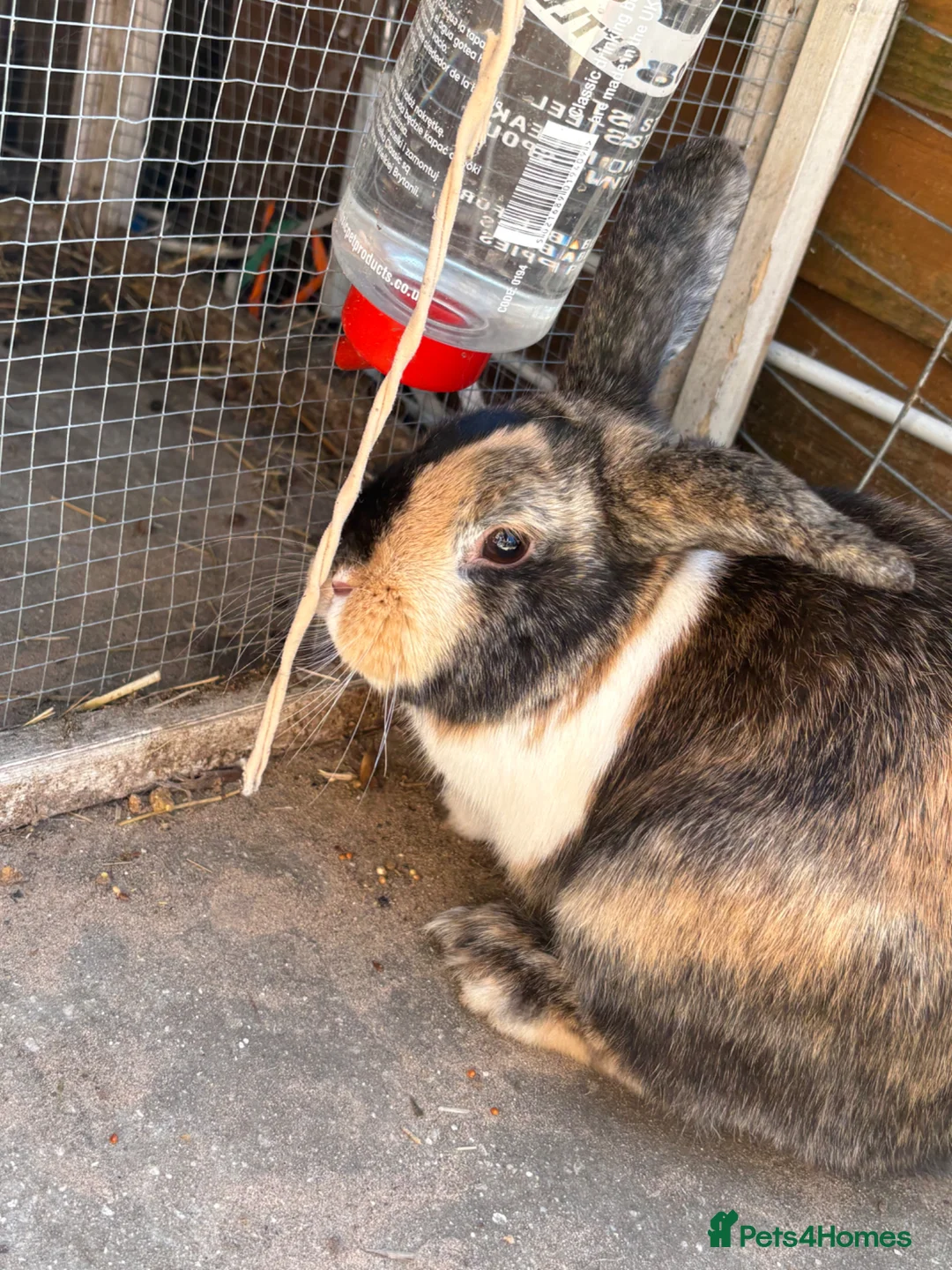 Mixed Breed rabbits for sale: 2 brother rabbits for sale  - Advert 2