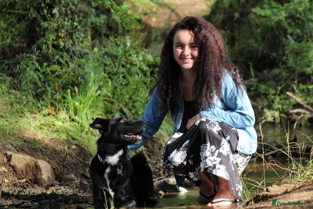 Border Collie dogs for sale: Border collie  - Image 8