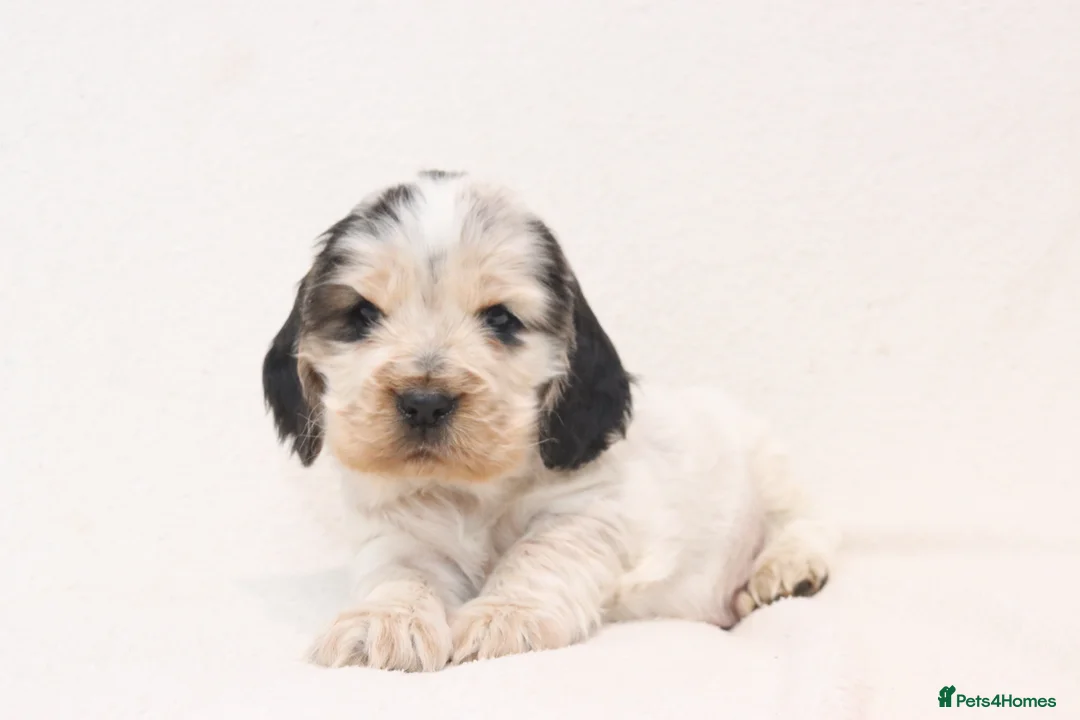 Cocker Spaniel dogs for sale: 🤎🧡 Chocolate Sable & Tan 🧡🤎 - Advert 2