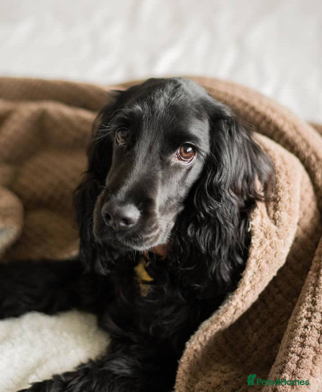 English Springer Spaniel dogs for sale: English Springer Spaniel Girl - Advert 1