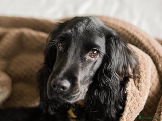 English Springer Spaniel dogs English Springer Spaniel Girl - Advert 2
