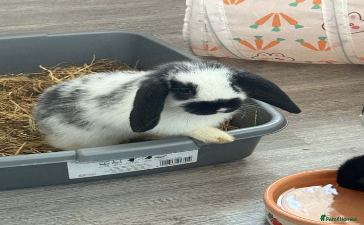 Mini Lop rabbits - Advert 11