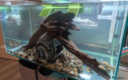 Turtle reptiles for sale: Three turtles with the entire set u+loads of extra - Image 7
