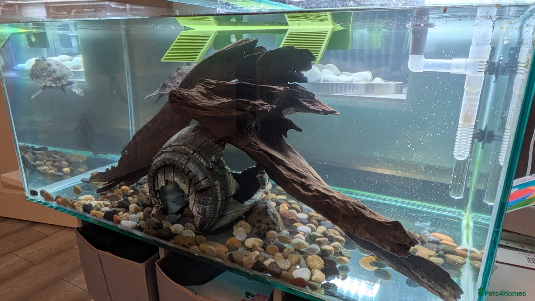 Turtle reptiles for sale: Three turtles with the entire set u+loads of extra - Image 7