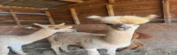 Alpaca livestock for sale: Tony, Timmy & Teddy – BACS Registered Alpaca Trio in Markfield - Advert 8