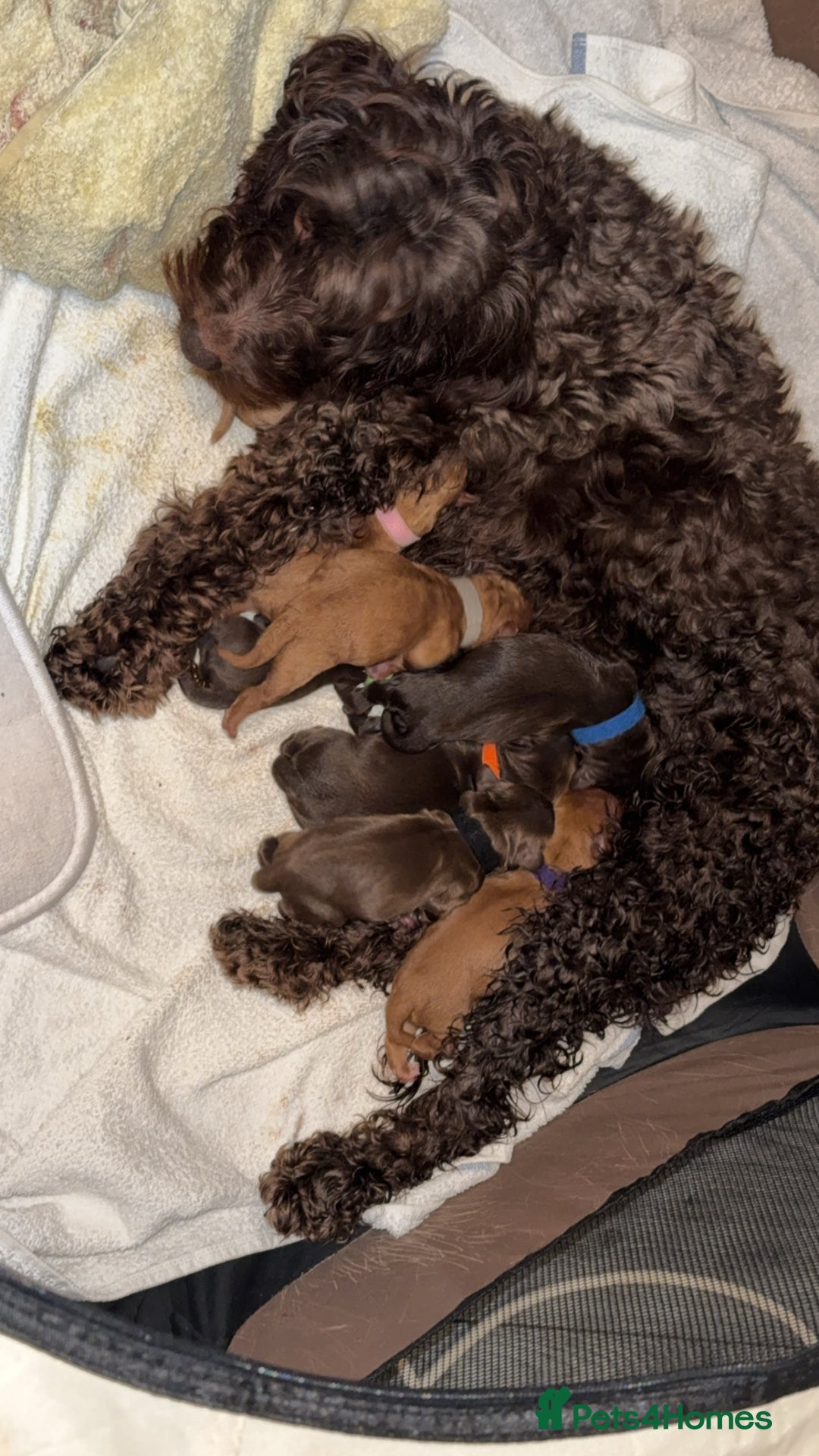 Cockapoo dogs for sale: READY  **  EVE COCKAPOO PUPS - Image 2