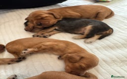 Cocker Spaniel dogs for sale: Show cocker spaniels  - Image 32