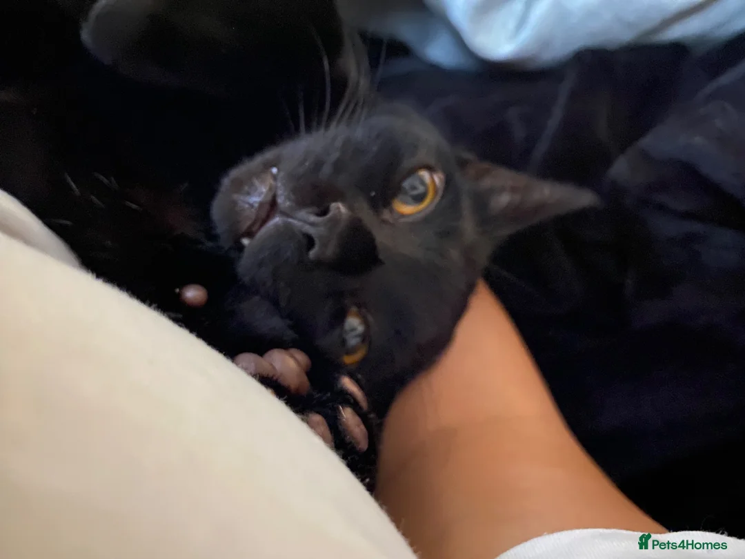 British Shorthair cats for sale: Little boy sadly up for re home FREE - Advert 10