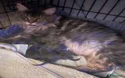 Maine Coon cats for sale: Extra Large Maine Coon Kittens - Image 3