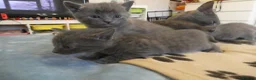 Russian Blue cats for sale: Russian Blue kittens One Girl Two boys - Advert 5