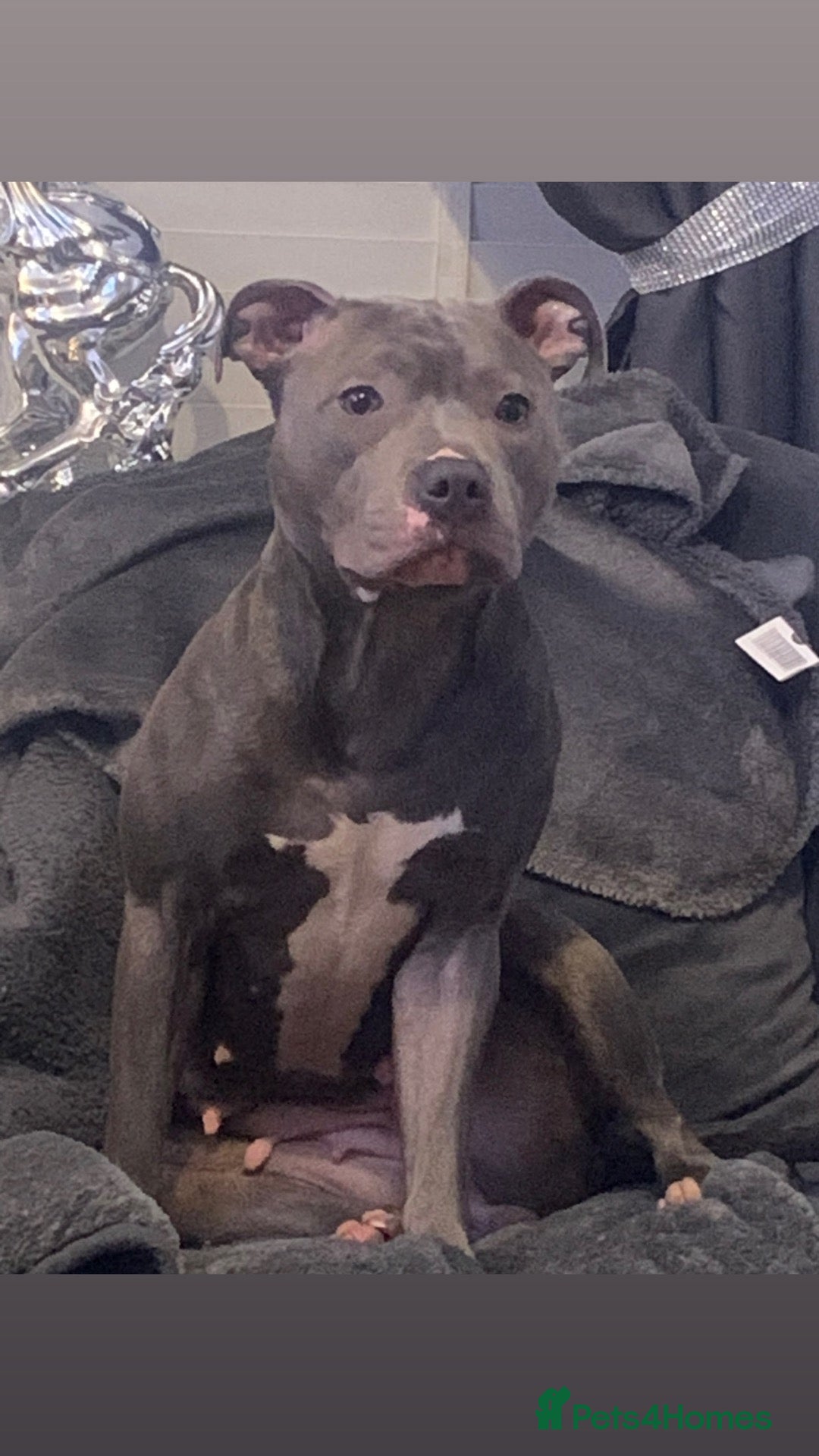 Mixed Breed dogs Staffy/sharpie pups  - Advert 6