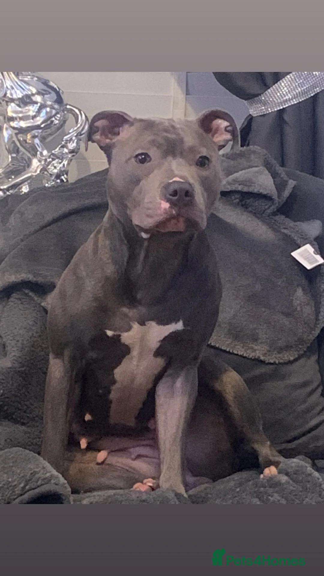 Mixed Breed dogs for sale: Staffy/sharpie pups  - Advert 1