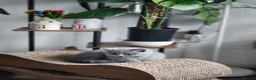 British Shorthair cats for sale: ✨️Stunning British Shorthair Blue Kitten ✨️ - Advert 14