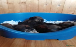 Border Terrier dogs for sale: Border terrier puppies for sale  - Image 2