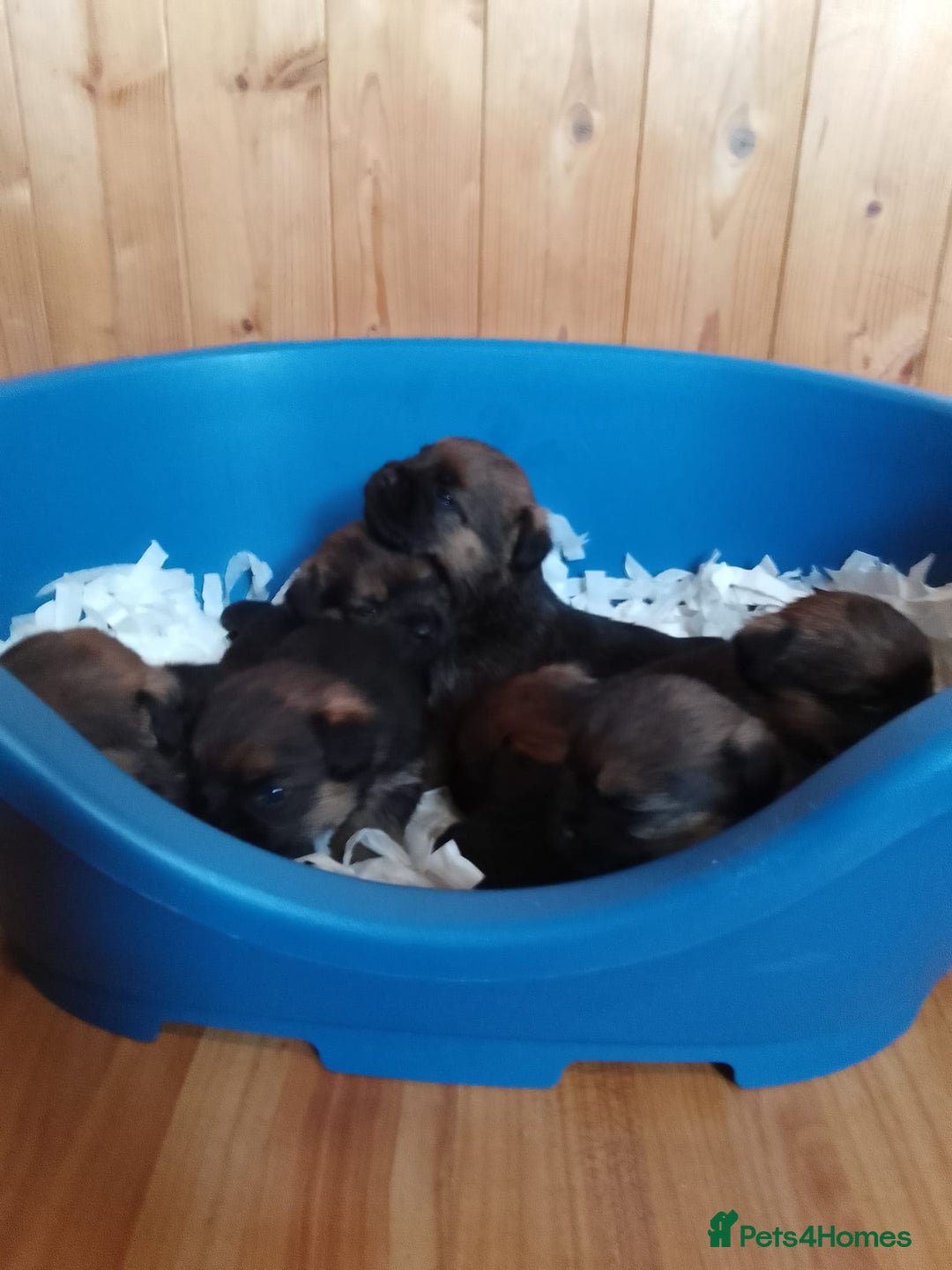 Border Terrier dogs for sale: Border terrier puppies for sale  - Image 2