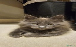 Maine Coon cats for sale: Pure Maine Coons – European Lines - Advert 6