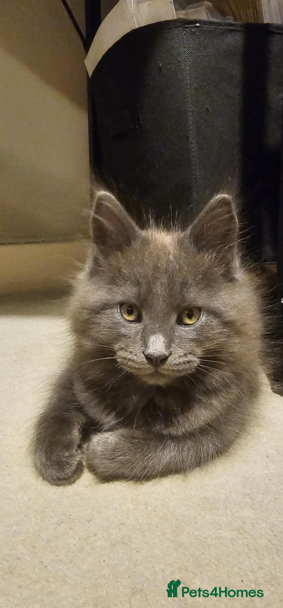 Maine Coon cats for sale: Pure Maine Coons – European Lines - Advert 6