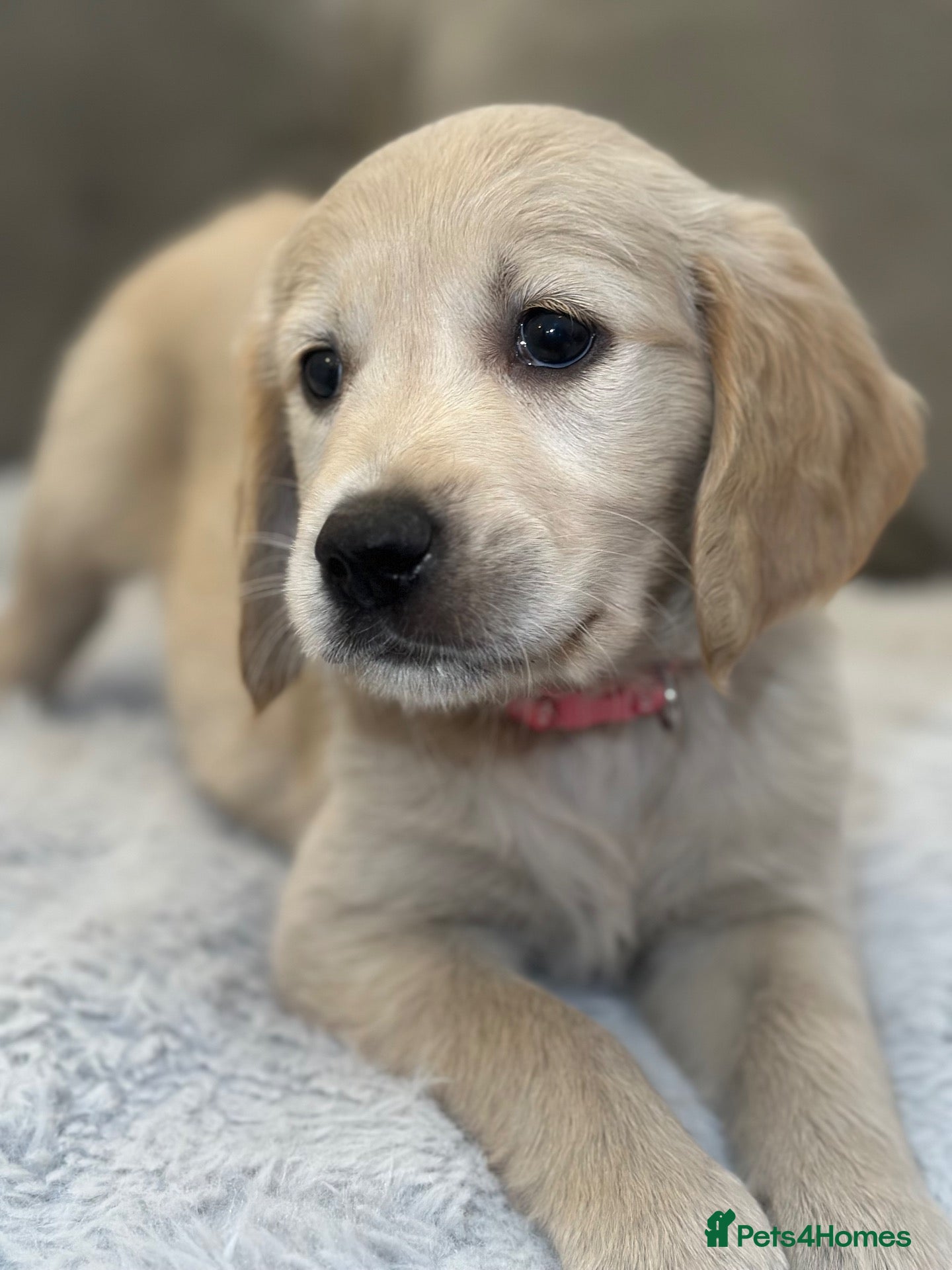 Golden Retriever dogs *Beautiful KC Golden retriever puppies* - Advert 1
