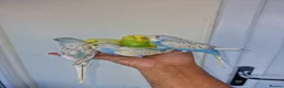 Budgerigars birds for sale: Super hand tamed baby budgies  - Advert 5