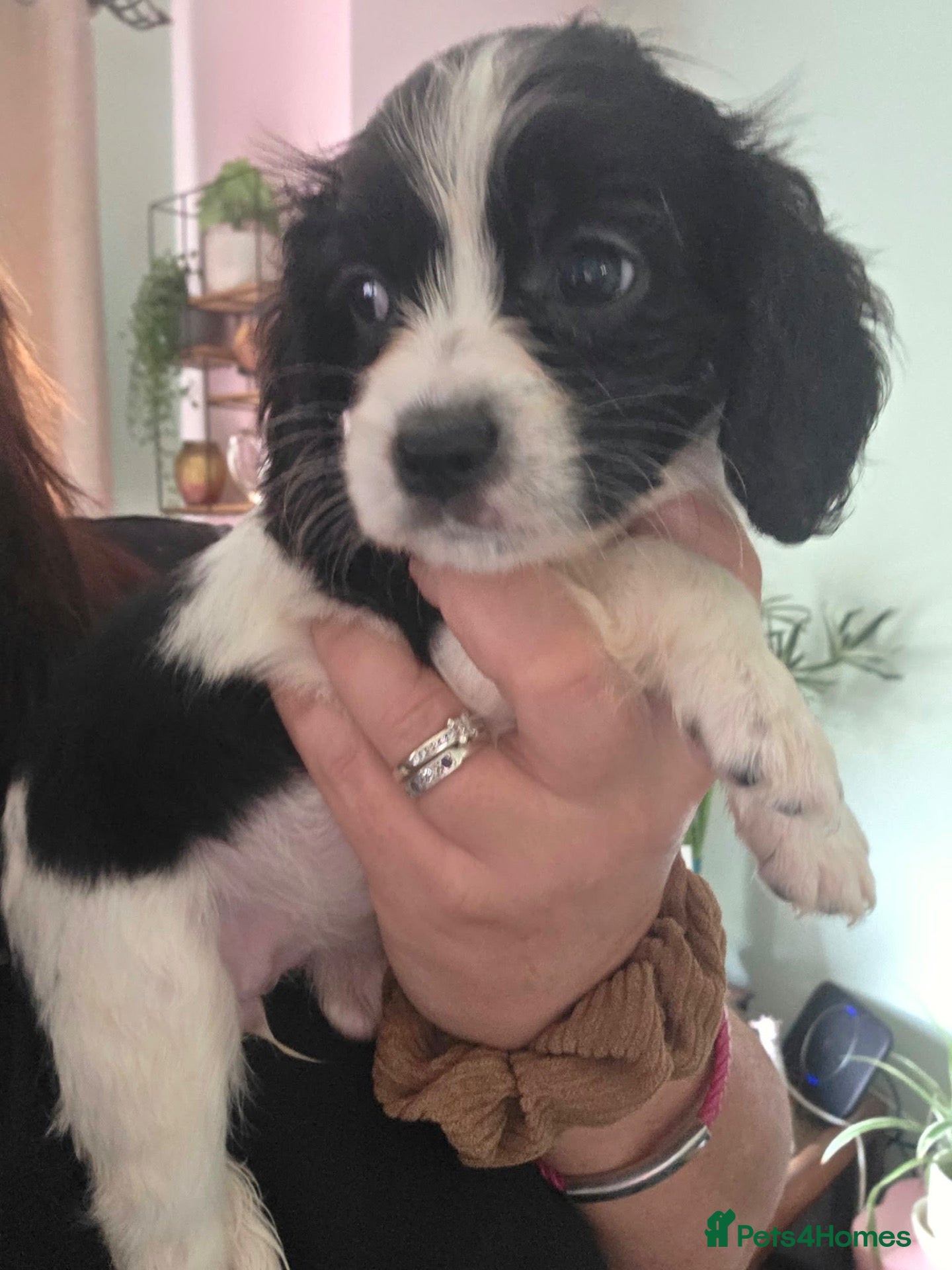 Cavapoo dogs Cava cockerpoos - Advert 5