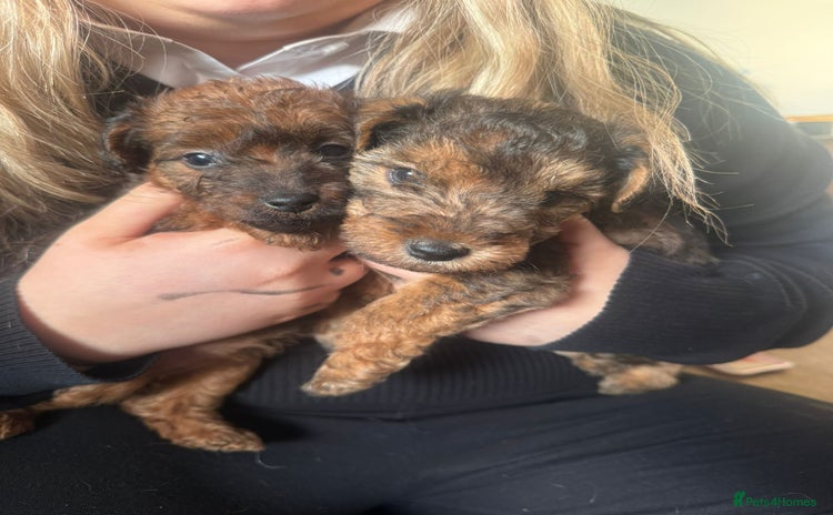 Mixed Breed dogs - Advert 3