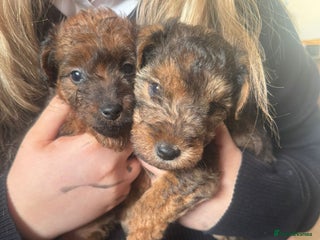 Mixed Breed dogs - Advert 4