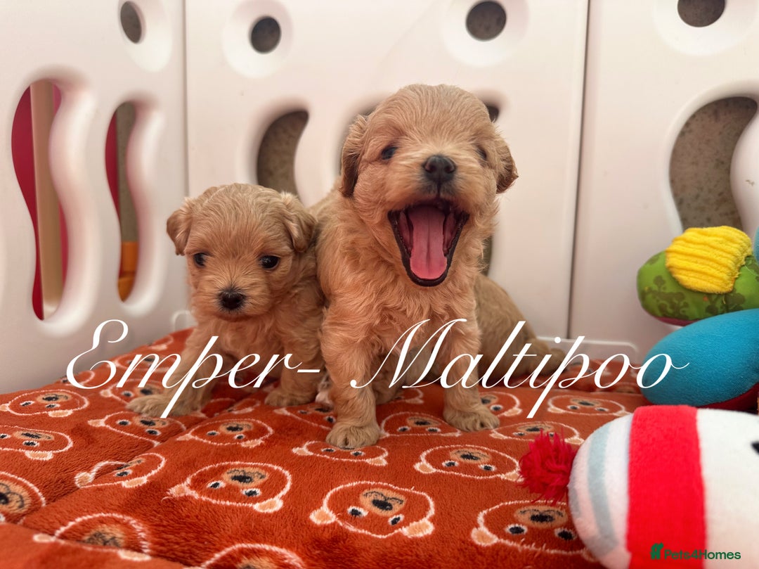 Maltipoo dogs for sale: Tiny Emper-Maltipoo Puppies – Asian teddy dad! - Image 11