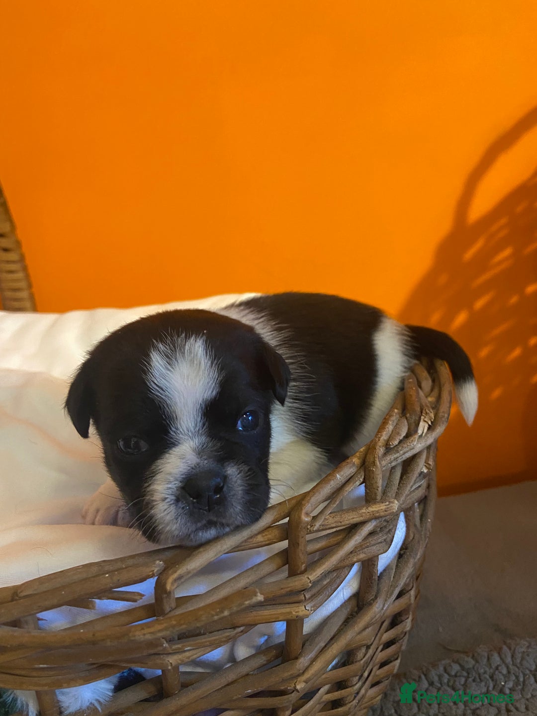 Jug dogs for sale: Beautiful jug puppies looking for forever home - Advert 15