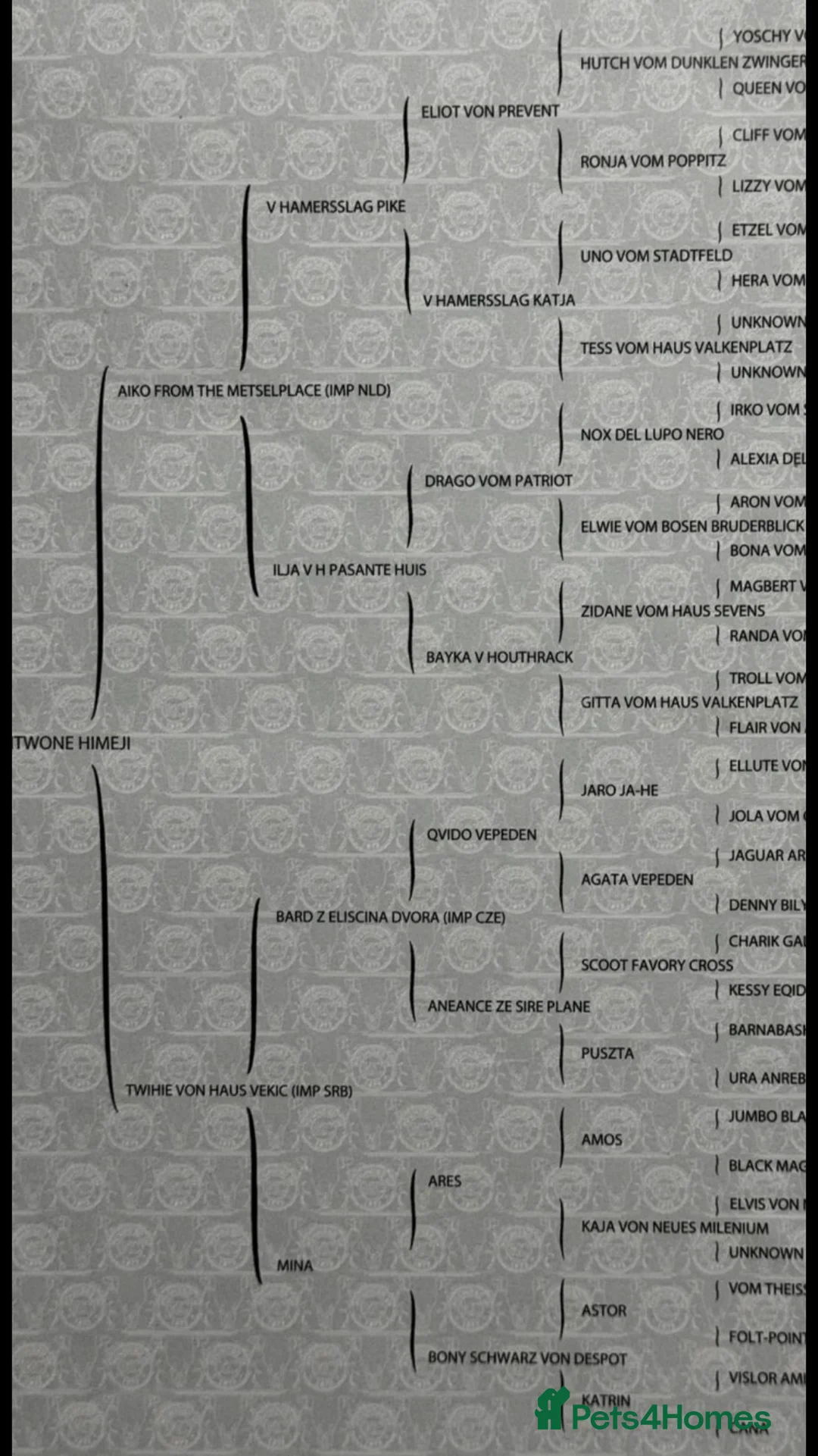 German Shepherd dogs for stud: Bear 🐻 Available for Stud in Birmingham - Advert 9