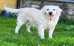 Golden Retriever dogs for sale: Extensively Health tested parents.Snowwhite Chunks - Image 40