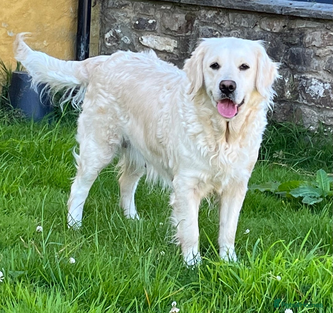 Golden Retriever dogs for sale: Extensively Health tested parents.Snowwhite Chunks - Image 40