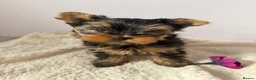 Yorkshire Terrier dogs for sale: Yorkshire terrier  - Advert 9