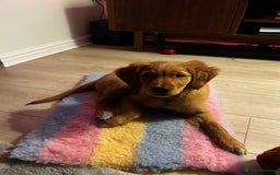 Golden Retriever dogs for sale: Golden Retriever Puppy - Female - Image 4
