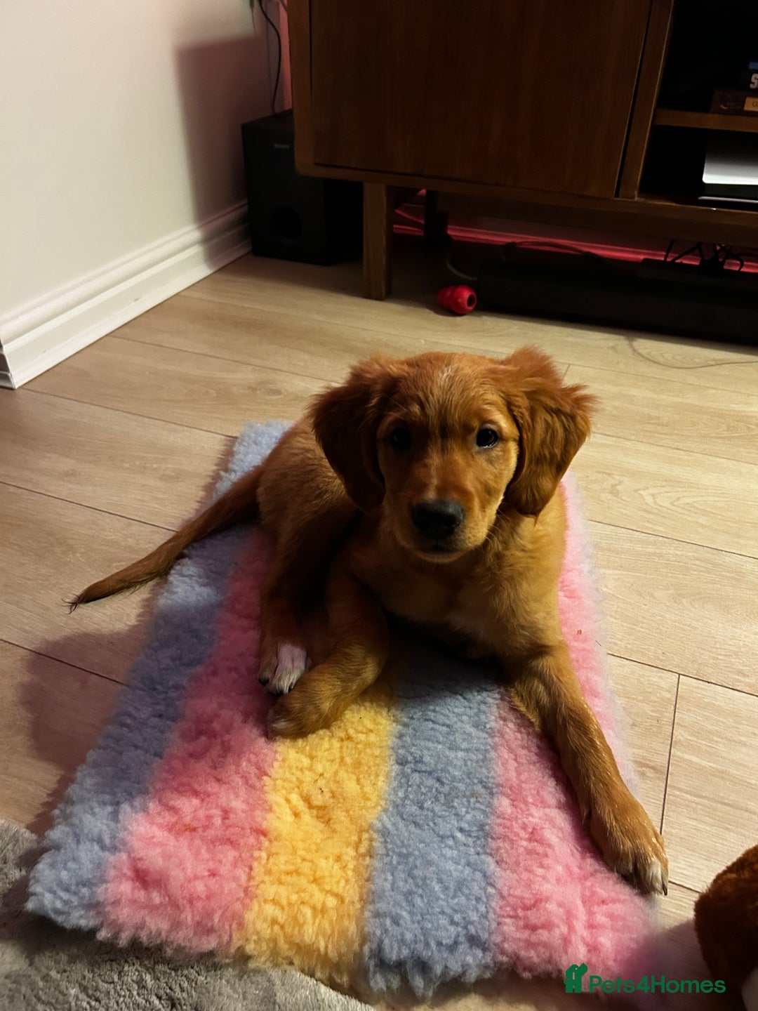 Golden Retriever dogs for sale: Golden Retriever Puppy - Female - Image 4