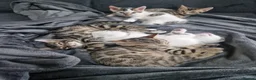 Mixed Breed cats for sale: Beautiful mixed Bengal kittens for sale   in London - Advert 6