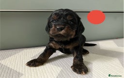 Cavapoo dogs for sale: F1 Cavapoo Puppies from Heath Tested Parents - Image 4