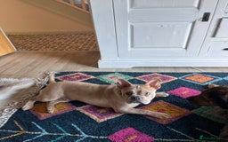 Mixed Breed dogs for sale: Frenchie cross  - Image 4